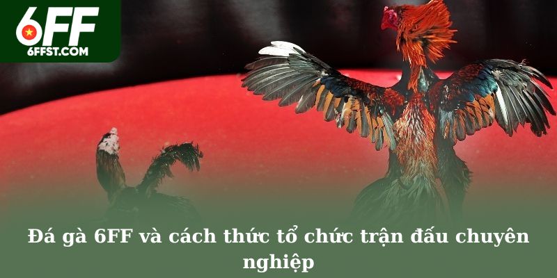 Đá gà 6FF và cách thức tổ chức trận đấu chuyên nghiệp