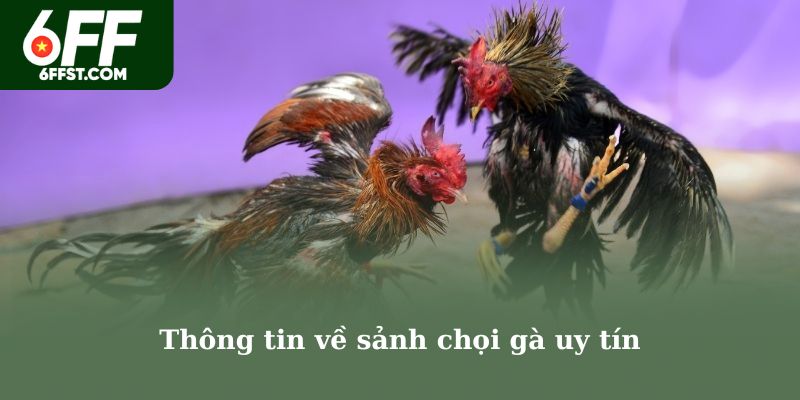 Thông tin về sảnh chọi gà uy tín