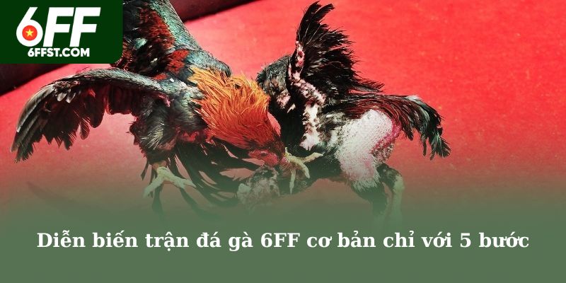 Diễn biến trận đá gà 6FF cơ bản chỉ với 5 bước