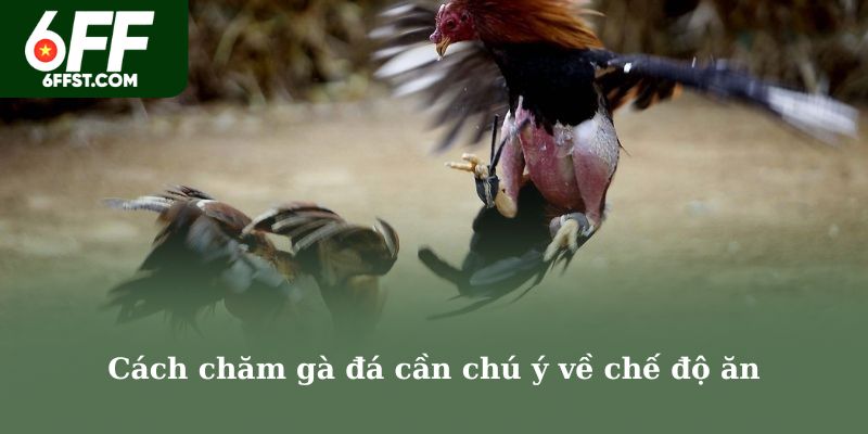 Cách chăm gà đá cần chú ý về chế độ ăn