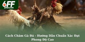 Cách Chăm Gà Đá - Hướng Dẫn Chuẩn Xác Đạt Phong Độ Cao