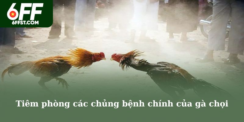 Tiêm phòng các chủng bệnh chính của gà chọi